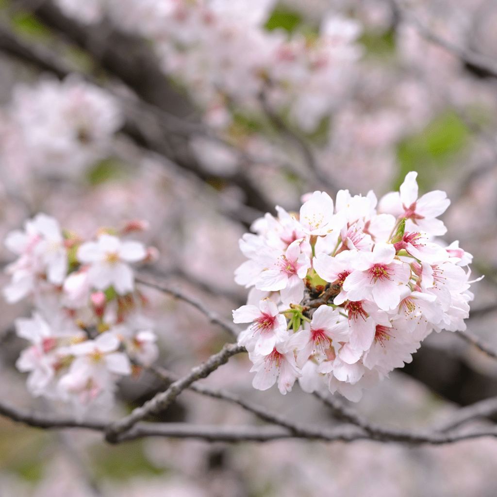 2025 일본 벚꽃 개화 시기 & 도쿄 벚꽃 명소 추천 13 블로그 히카리2