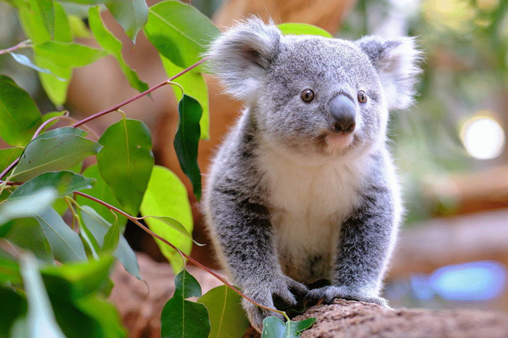 시드니 혼자 자유여행 4박 5일 일정 & 여행 경비 정리 7 3 페더데일2